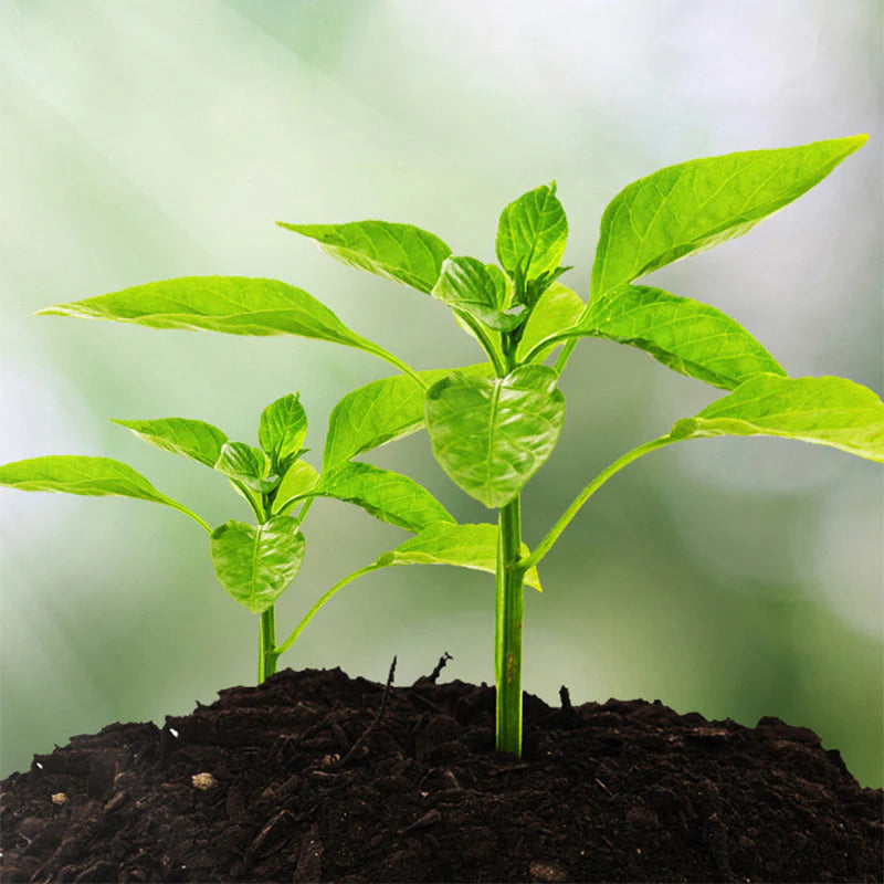 🌱 🔥 3 v 1 – analyzátor pôdy s prehľadným displejom 🌿